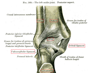 Illustration for article titled Pott’s Fracture or: Tim, Oh My God, I’m So Sorry About Your Leg